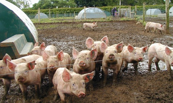 a group of pigs in a pen